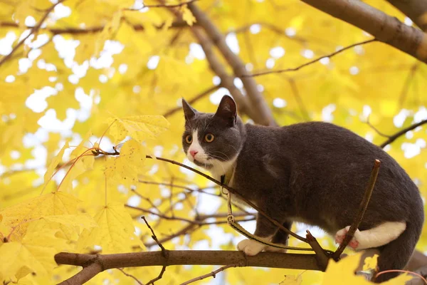 Gato cinza no passeio de rua em uma coleira — Fotografia de Stock