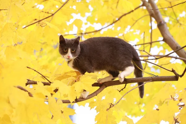 Gato cinza no passeio de rua em uma coleira — Fotografia de Stock