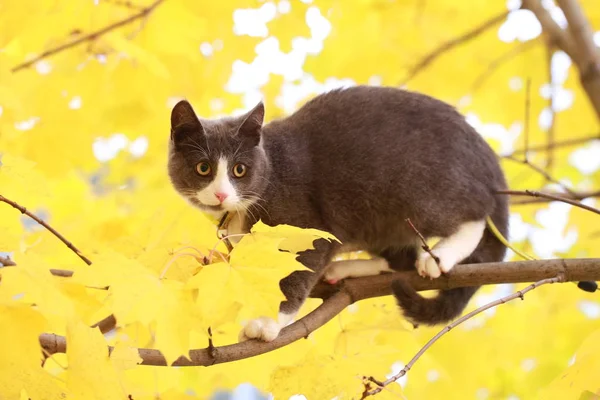 Gato cinza no passeio de rua em uma coleira — Fotografia de Stock