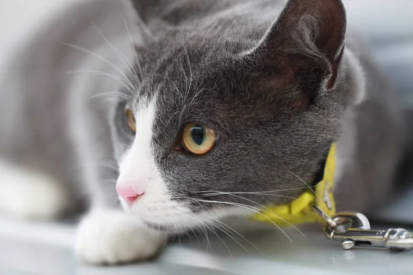 Gri kedi bir leash üzerinde sokak yürüyüş