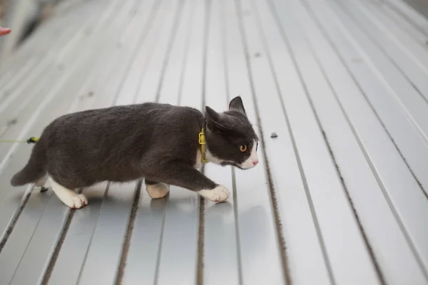 在皮带上的街道步行只灰色的猫 — 图库照片
