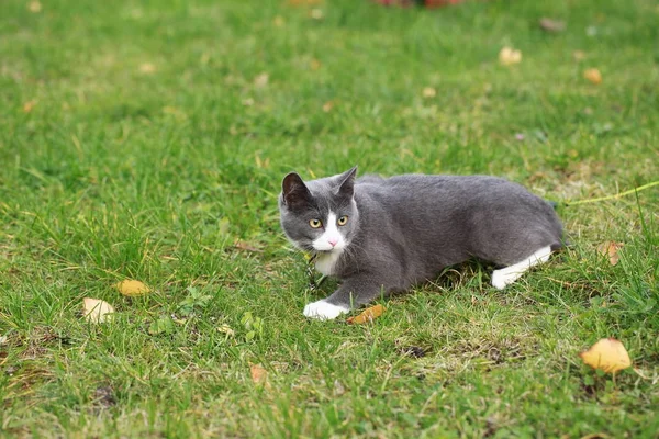 Gato gris en la calle caminar con una correa —  Fotos de Stock