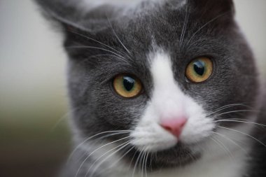 Gri kedi bir leash üzerinde sokak yürüyüş