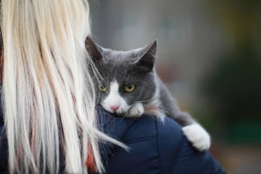 Gri kedi bir leash üzerinde sokak yürüyüş