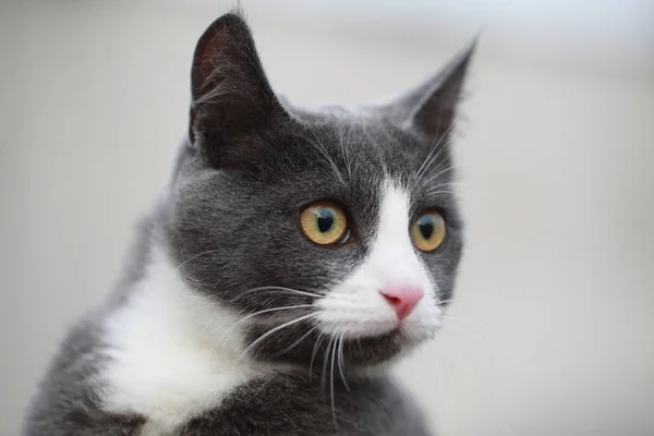 Gray cat on the street walk on a leash — Stock Photo, Image