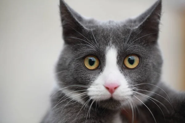 ひもにつないで、街を歩くの灰色の猫 — ストック写真