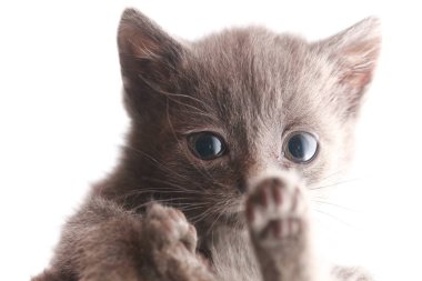 küçük gri kedi korkmuş korkuyor