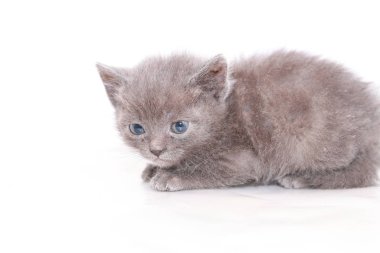 küçük gri kedi korkmuş korkuyor