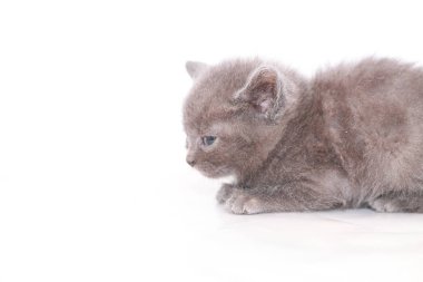 küçük gri kedi korkmuş korkuyor