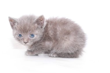 küçük gri kedi korkmuş korkuyor