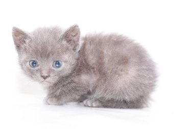 küçük gri kedi korkmuş korkuyor