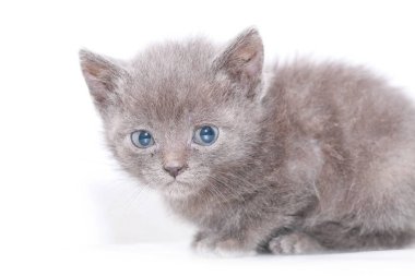 küçük gri kedi korkmuş korkuyor