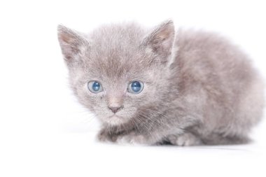 küçük gri kedi korkmuş korkuyor