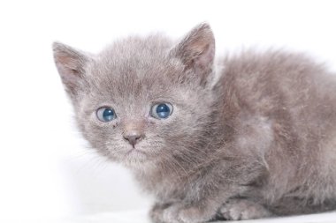 küçük gri kedi korkmuş korkuyor