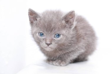 küçük gri kedi korkmuş korkuyor