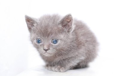 küçük gri kedi korkmuş korkuyor