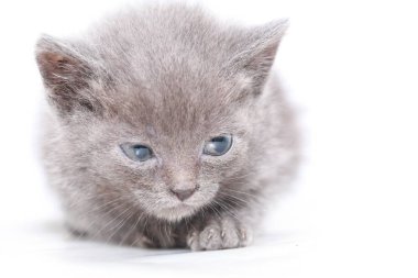 küçük gri kedi korkmuş korkuyor