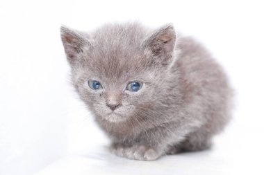 küçük gri kedi korkmuş korkuyor