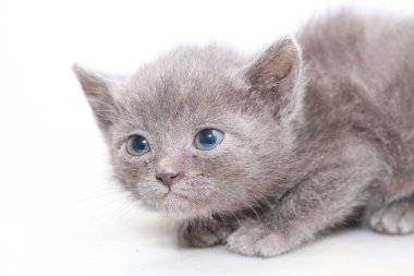 küçük gri kedi korkmuş korkuyor