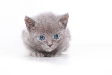 küçük gri kedi korkmuş korkuyor