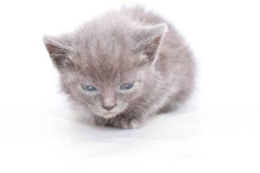 küçük gri kedi korkmuş korkuyor