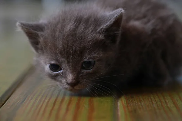 작은 회색 고양이 무서 워 무서 워 — 스톡 사진