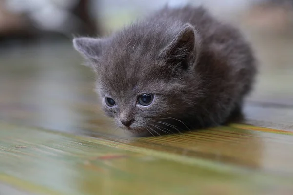 Little gray kitten is scared frightened — Stock Photo, Image