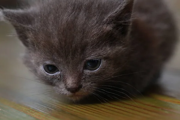 Küçük Gri Kedi Korkmuş Korkuyor — Stok fotoğraf