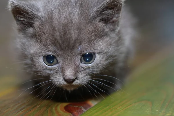 Petit Chaton Gris Peur Effrayé — Photo