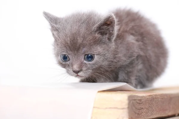 Petit Chaton Gris Peur Effrayé — Photo