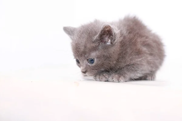 Pequeño Gris Gatito Asustado Asustado — Foto de Stock