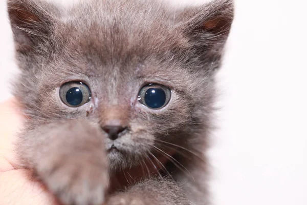 Petit chaton gris a peur effrayé — Photo