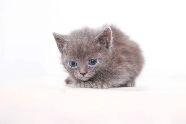 Маленький Серый Котенок Напуган — стоковое фото