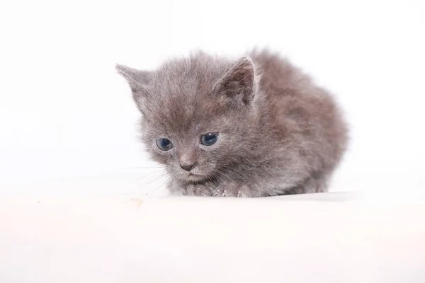 Petit chaton gris a peur effrayé — Photo