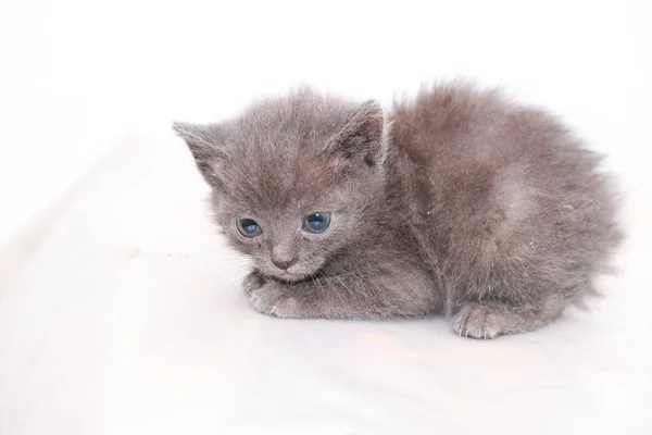 Pequeño Gris Gatito Asustado Asustado — Foto de Stock