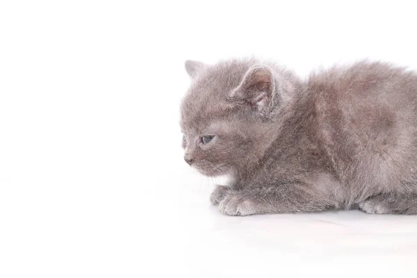 Küçük gri kedi korkmuş korkuyor — Stok fotoğraf