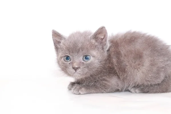 Pequeño gris gatito es asustado asustado — Foto de Stock