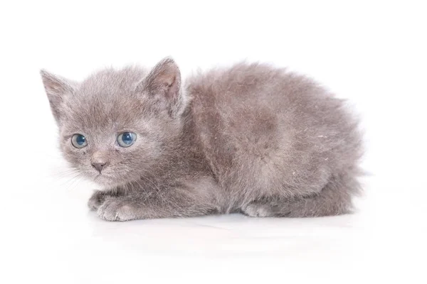 Petit Chaton Gris Peur Effrayé — Photo