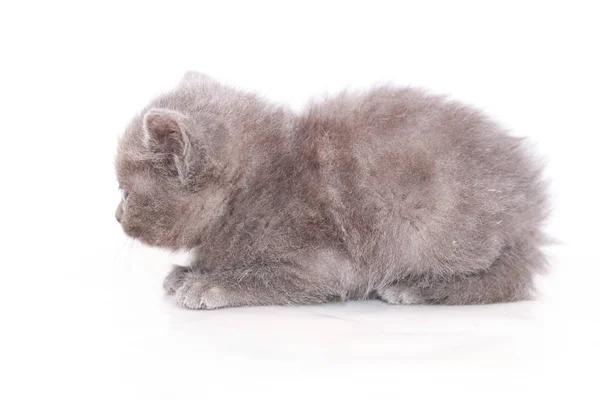 Little gray kitten is scared frightened — Stock Photo, Image