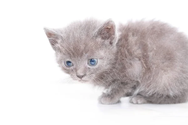 Küçük Gri Kedi Korkmuş Korkuyor — Stok fotoğraf