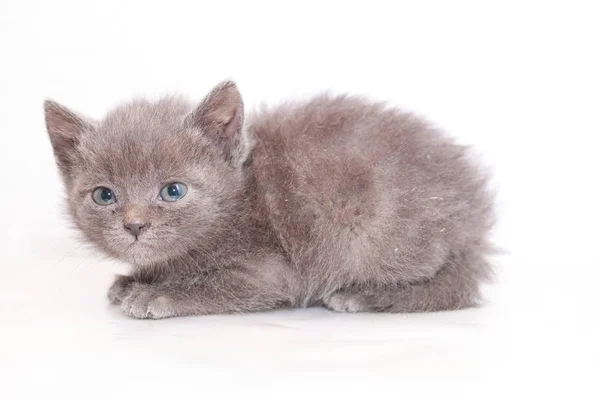 Petit Chaton Gris Peur Effrayé — Photo