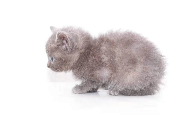 Little Gray Kitten Scared Frightened — Stock Photo, Image