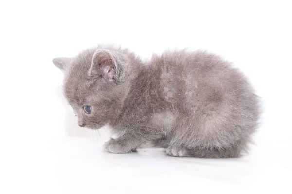 Little Gray Kitten Scared Frightened — Stock Photo, Image