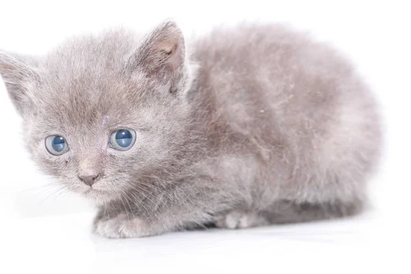 Küçük gri kedi korkmuş korkuyor — Stok fotoğraf