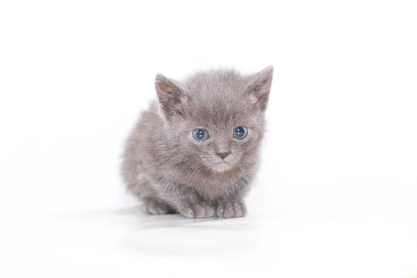 Little gray kitten is scared frightened — Stock Photo, Image