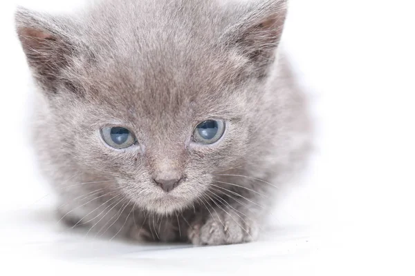 Petit chaton gris a peur effrayé — Photo