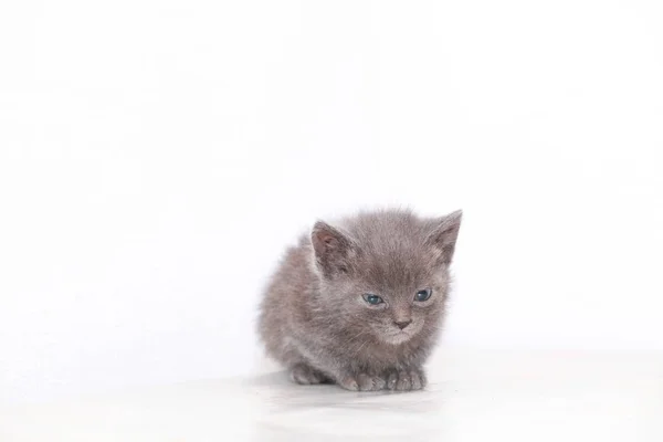 Lilla grå kattunge är rädd rädd — Stockfoto