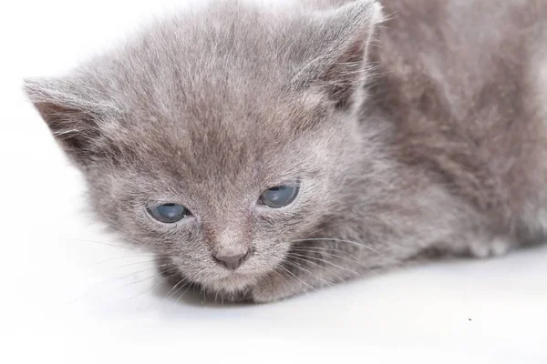 Little gray kitten is scared frightened — Stock Photo, Image