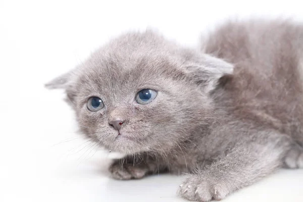 Маленький серый котенок напуган — стоковое фото