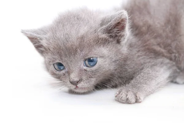Pequeño gris gatito es asustado asustado — Foto de Stock